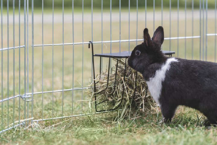TRIXIE Heuraufe zum Einhängen